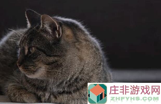 猫鼠对决！局内商店攻略老鼠篇，看完秒变战神，让你在赛场上笑傲江湖！