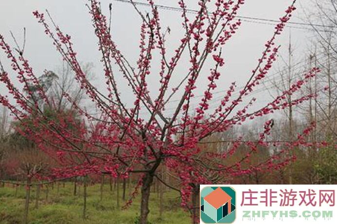 樱栽15级烟斗召唤与合成攻略：揭秘提升战力的黄金秘籍