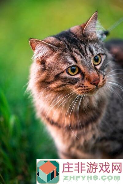 猫之城毒10挂机阵容怎么搭？速来解锁最佳组合攻略！