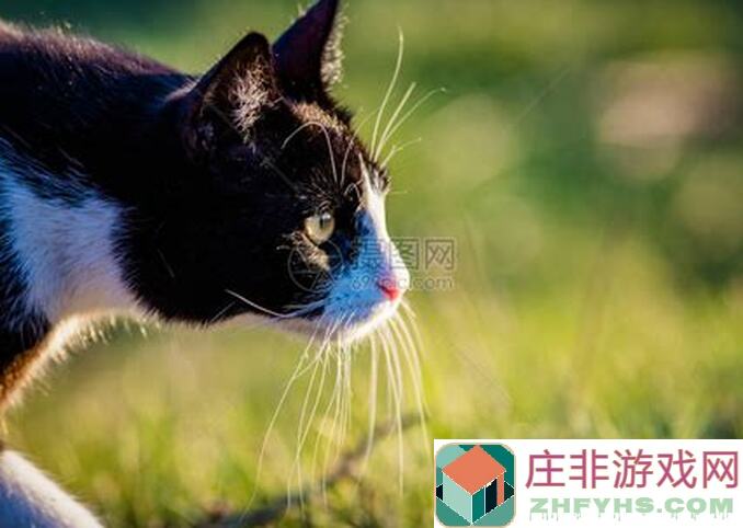 狩猎时刻魂晶精华玄学攻略：轻松通关，秒变战神！