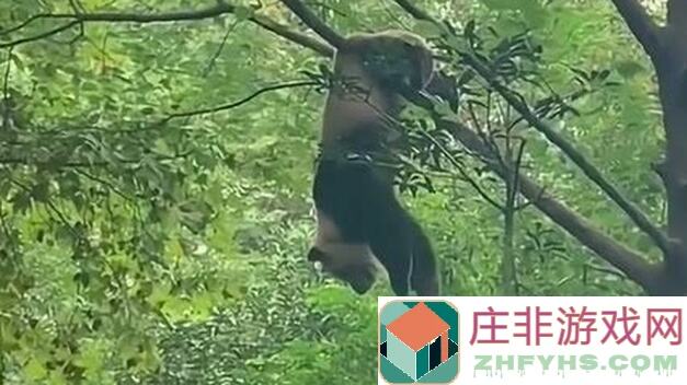 策略军团：一天上手，这单机游戏玩起来简直停不下来！